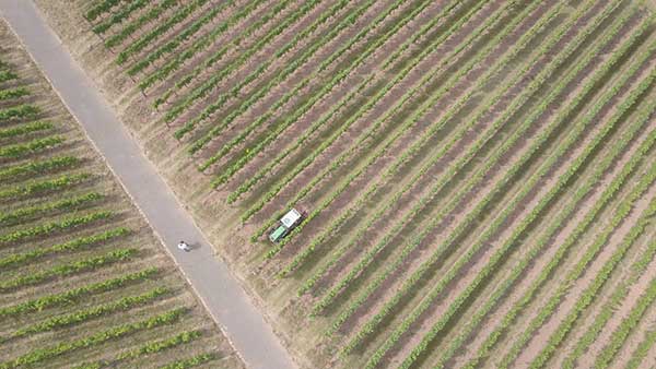 Weinberge Mesenich Weingut Hirschen Fendt